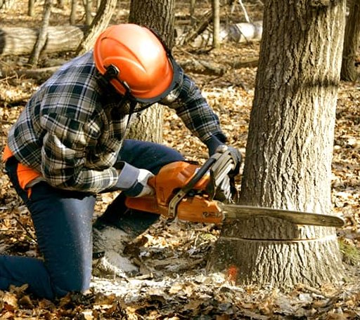 Tree Removal in Jackson, CA
